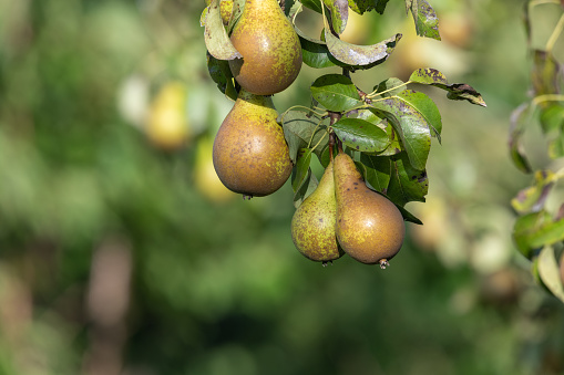 Close up of conference pears on the tree