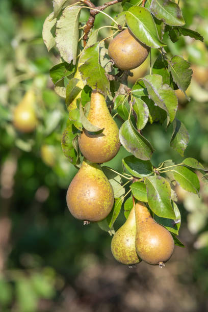 Conference pears Close up of conference pears on the tree conference pear stock pictures, royalty-free photos & images