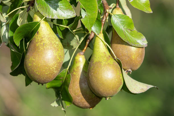 Conference pears Close up of conference pears on the tree conference pear stock pictures, royalty-free photos & images