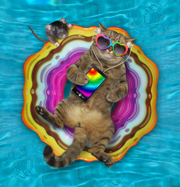 istock Cat2 listens to music on ring in pool 1272641115
