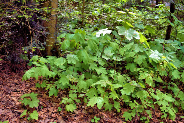 istock Young maple tree is growing in a forest in Liechtenstein 24.4.2020 1272642192
