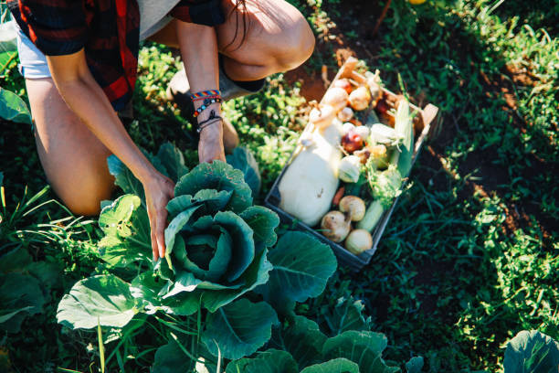 istock Overhead image of organic farm business 1272642848