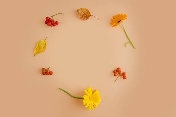 istock Autumn frame layout. Pattern from yellow dry autumn leaves and flowers on orange background. Flat lay, copy space for text. Fall still life 1272643190