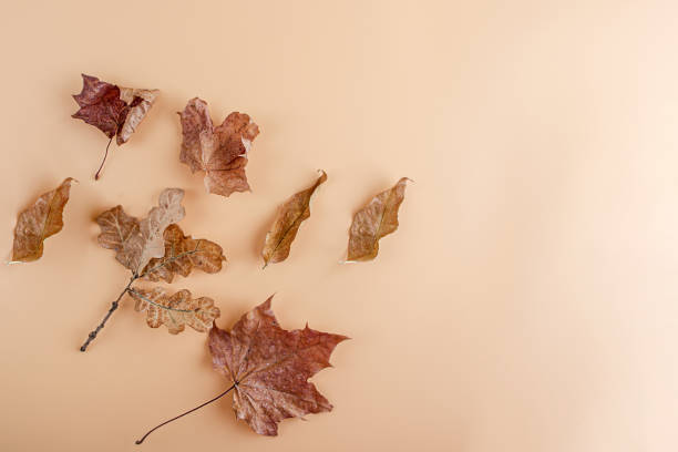 istock Autumn layout. Pattern from yellow dry autumn leaves on orange background. Flat lay, copy space for text. Fall still life 1272643199