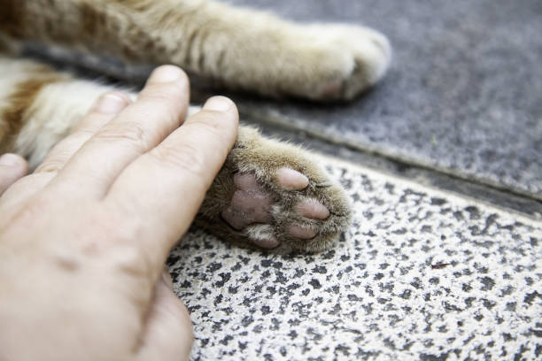 istock Cat paw and person hand 1272643390