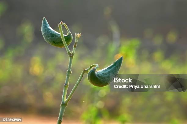 Calotropis Giagantea Friut Stock Photo - Download Image Now - Bean, Gigantes, Agricultural Field
