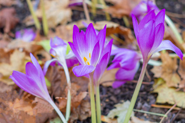 prado con colchicum o crocus de otoño.  flores de otoño en un día soleado de cerca. - colchicaceae fotografías e imágenes de stock