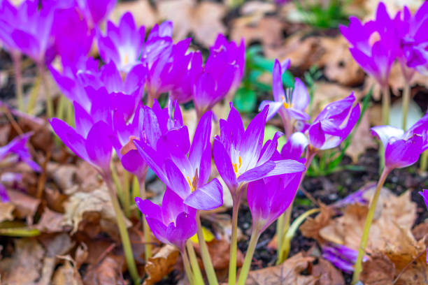 pré avec colchicum violet autumnale ou crocus d’automne.  fleurs d’automne sur une journée ensoleillée fermer. - colchicaceae photos et images de collection