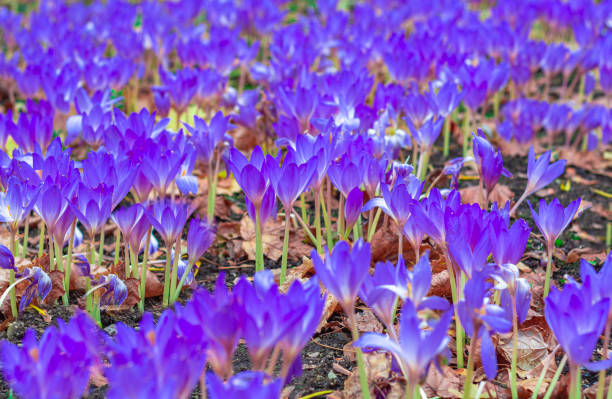 pré avec colchicum violet autumnale ou crocus d’automne.  fleurs d’automne sur une journée ensoleillée fermer. - colchicaceae photos et images de collection