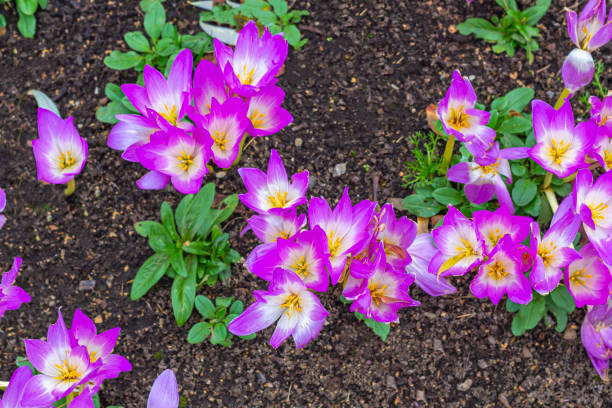 prado con colchicum o crocus de otoño.  flores de otoño en un día soleado de cerca. - colchicaceae fotografías e imágenes de stock