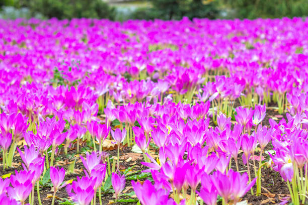 pré avec colchicum violet autumnale ou crocus d’automne.  fleurs d’automne sur une journée ensoleillée fermer. - colchicaceae photos et images de collection