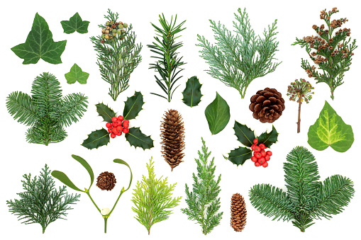Winter greenery with natural flora & fauna of holly, ivy, mistletoe, cedar cypress, spruce fir, yew & pine cones. Nature study composition. Flat lay, top view.