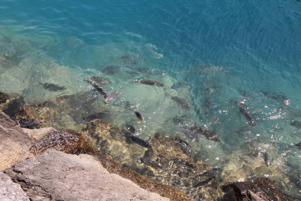 istock School of fish in a mediterranean bay 1272648126