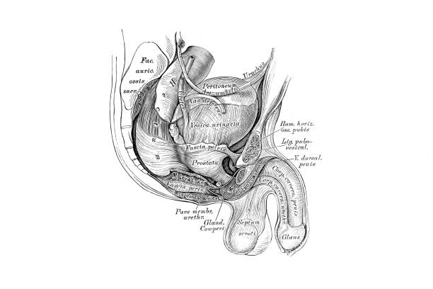 Newborn male pelvis Illustration of a newborn male pelvis male reproductive system cross section stock illustrations