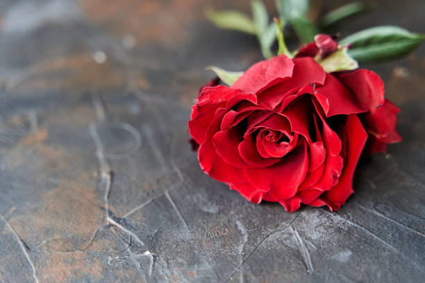 istock Red rose on dark background. Place for text. Copy space 1272649185