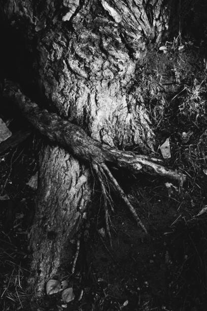 istock Enormous tree with roots hanging out, natural backgrounds,magic forest and trees, roots and branches 1272649483