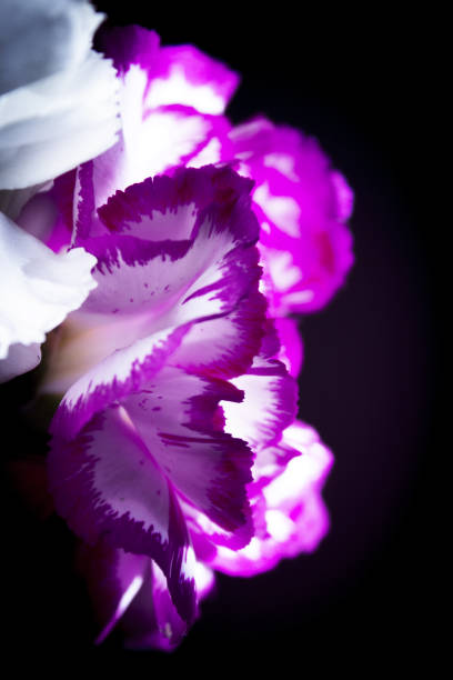 istock Carnation flower in white and pink color. Black background 1272650146