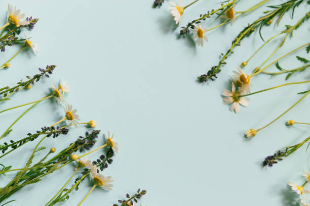 istock Meadow flowers on pastel background. 1272650227