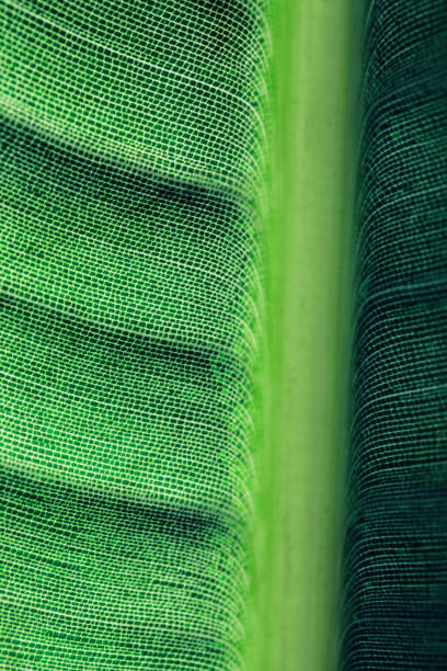 istock Green leaf texture close up. Nature background 1272650294