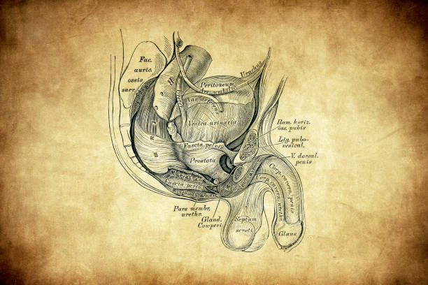 Newborn male pelvis Illustration of a newborn male pelvis male reproductive system cross section stock illustrations