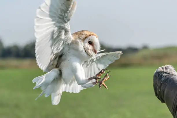 Owl catching food in the air