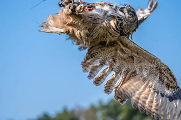 Owl catching food in the air