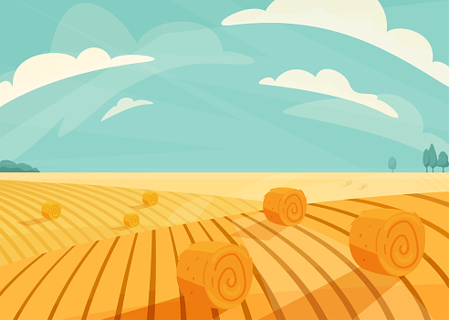 Wheat field landscape vector illustration after haymaking. Nature farm scenery with golden yellow haystack rolls. Bright summer countryside view.
