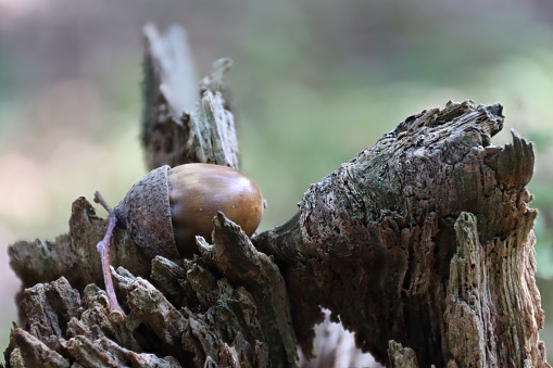 an acorn lies on a tree stump