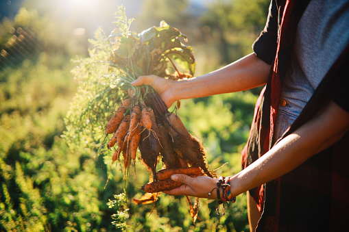 Close up image of woman’s hands working on harvesting vegetables from her small, sustainable organic farm business.