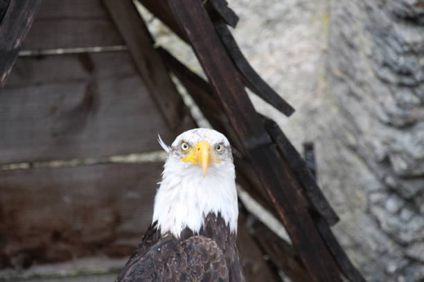 Bald eagle in the front of heavily blurred palm leaves (Everglades National Park, Florida). Golden eagle is the national bird of United States of America and it appears on most official seals of the U.S. government.