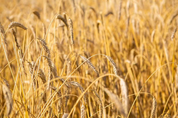 istock wheat fields fully ripe at the end of summer, nature background 1272654924