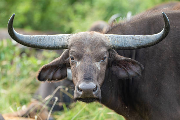 istock Female African Buffalo 1272658278