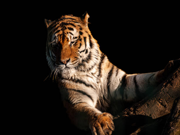 amur tiger na skale - cox 1 zdjęcia i obrazy z banku zdjęć