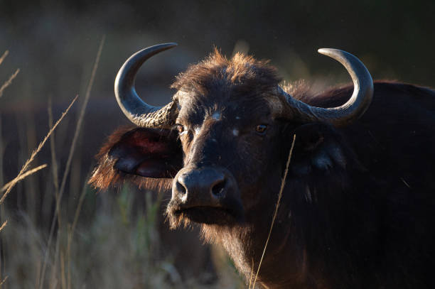 istock Female African Buffalo 1272661990