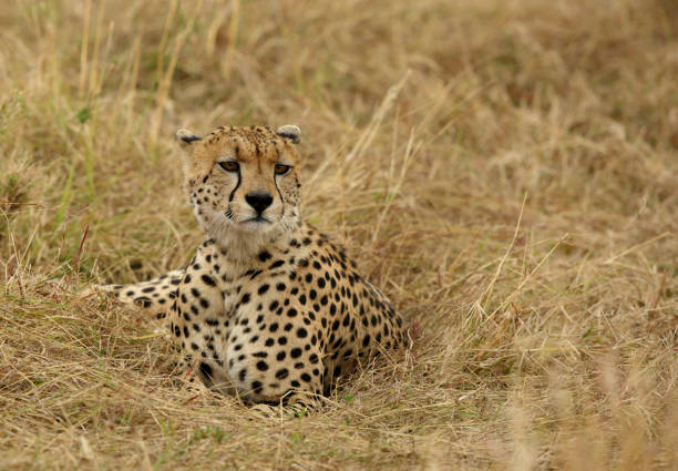 istock Cheetah relaxing in Masai Mara Grassland 1272662256