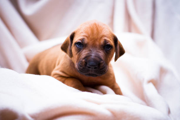 маленький милый красный щенок породы собак родезийский риджбек - color image pets well dressed dog стоковые фото и изображения