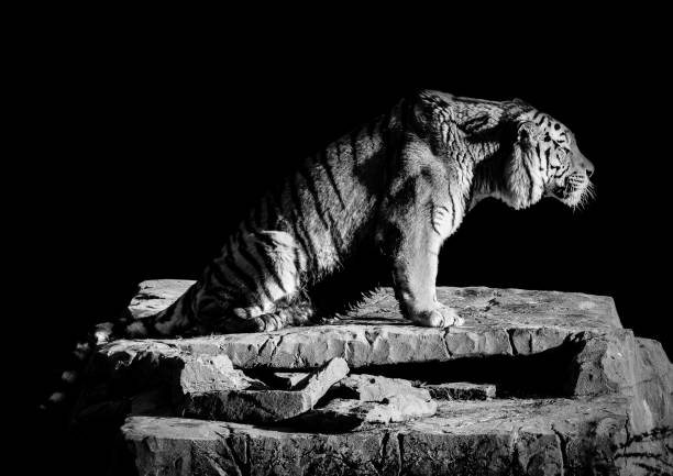 tygrys usiadł na skale - cox 1 zdjęcia i obrazy z banku zdjęć