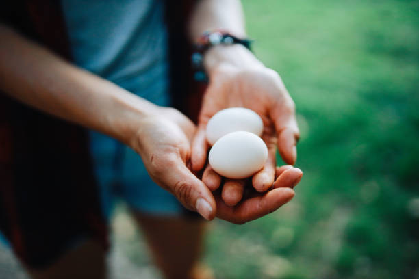 Close up image of woman’s hands holding free range eggs from her small organic farm.
