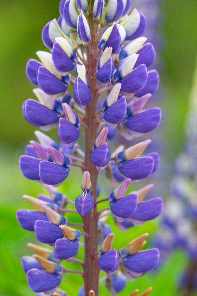 istock Purple lupine flower 1272664443