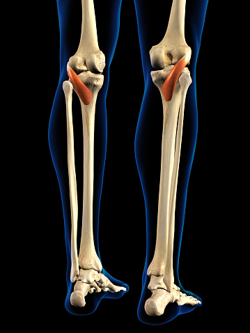 Rear view of man's posterior popliteus leg muscles isolated within the skeleton on a black background.
