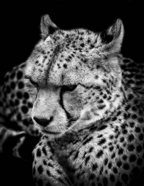 głowa geparda - cox 1 zdjęcia i obrazy z banku zdjęć