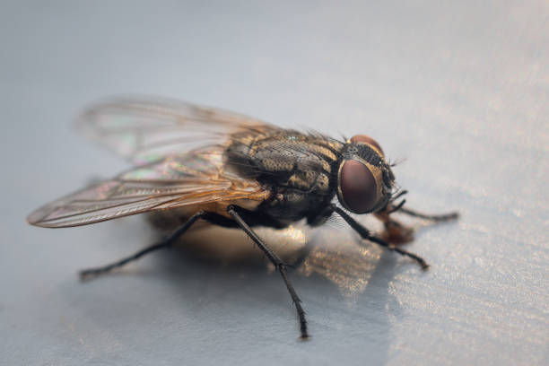 housefly auf grauem hintergrund aus nächster nähe - fly housefly ugliness unhygienic stock-fotos und bilder