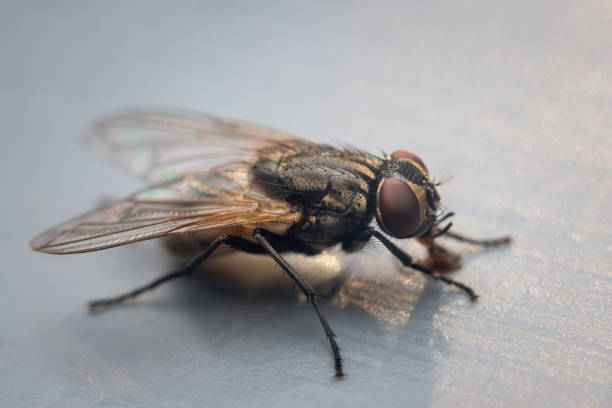 housefly sur un fond gris fermer vers le haut - fly housefly ugliness unhygienic photos et images de collection