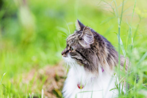 istock A fluffy striped cat sits on the grass and looks aside 1272666189