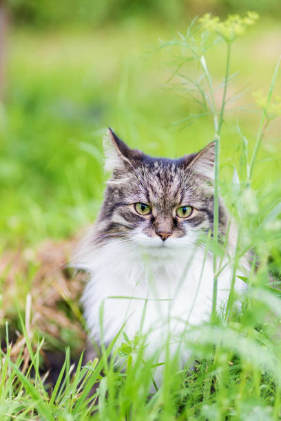 istock A fluffy striped cat sits on the grass and looks at the camera 1272666193