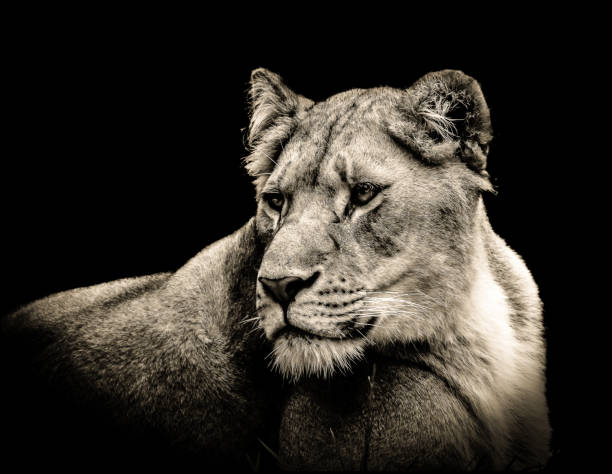 profil lioness - cox 1 zdjęcia i obrazy z banku zdjęć