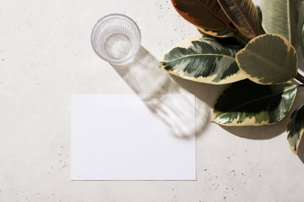 istock Blank, note mock up with ficus flat lay design on light grey or white background 1272668832