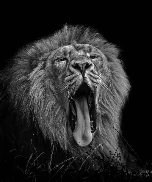 Photo of Lion Yawn