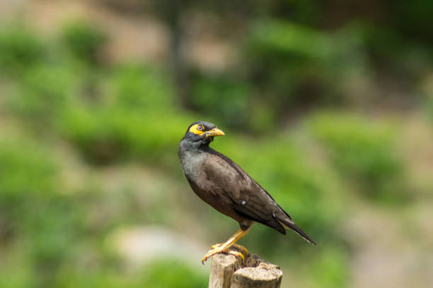 черная птица с желтым клювом, стоящим на заборе. размытый фон - малый пик адама стоковые фото и изображения