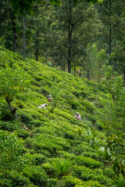 тамильский рабочих сбор чайных листьев в чайной плантации - малый пик адама стоковые фото и изображения